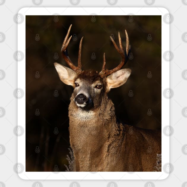 I am 'King' of this forest! - White-tailed Deer Sticker by Jim Cumming